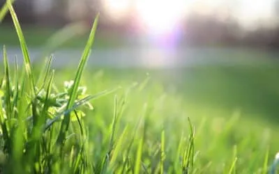 Comprehensive Lawn Care Guide for South African Homeowners