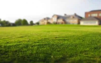 Grass Types South Africa: The Ultimate Guide for Every Lawn