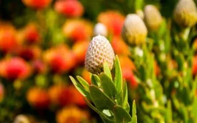 Proteaceae: What Are They & How to Grow Them Successfully