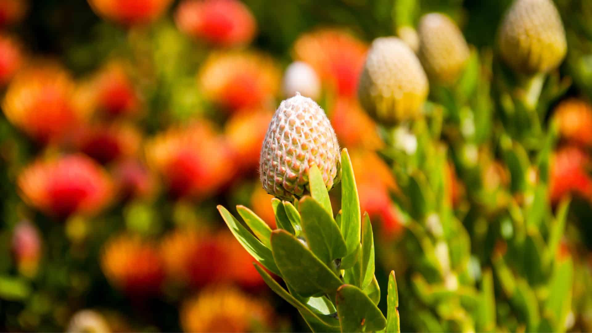 acacia mimosa plant Acacia Dealbata Plant Seeds for Planting – Heirloom, Non-GMO, Fast-Gro –  Pure Asia Seeds main image 1
