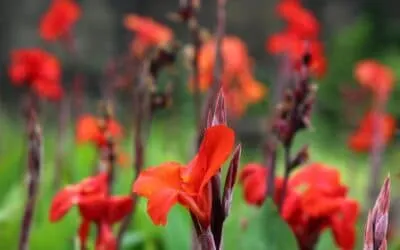 Top 10 Most Wanted: Invasive Alien Plants in South Africa