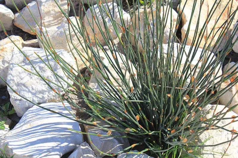 4 Arid region plant growing amongst rocks as part of landscaping in cape town