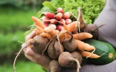 Beginner Guide to Growing a Bountiful Vegetable Garden in SA