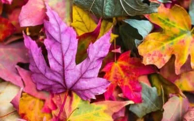 5 Practical Uses for Autumn Leaves to Try This Season