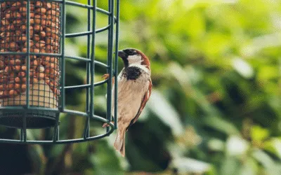 How To Attract Garden Birds Using Feeders & Other Tricks