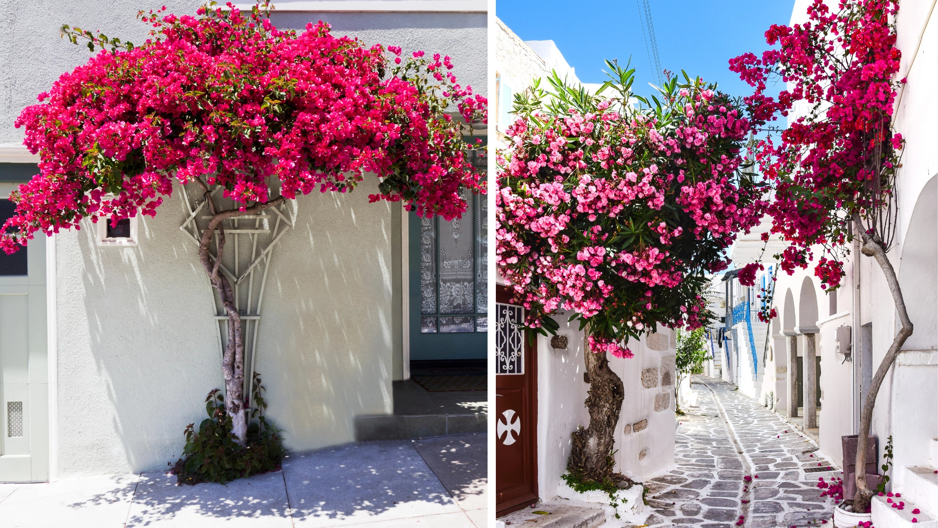 Red Bougainvillea