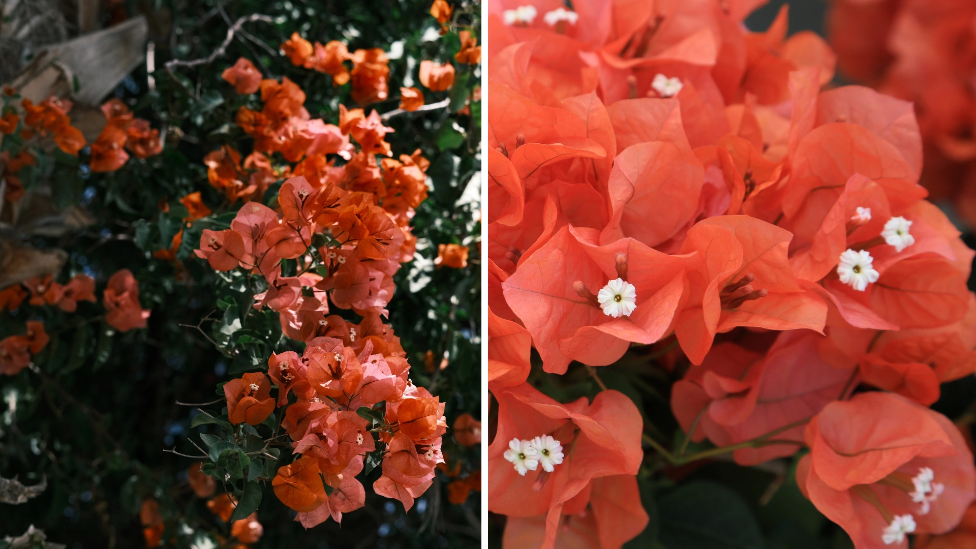Orange Bougainvillea