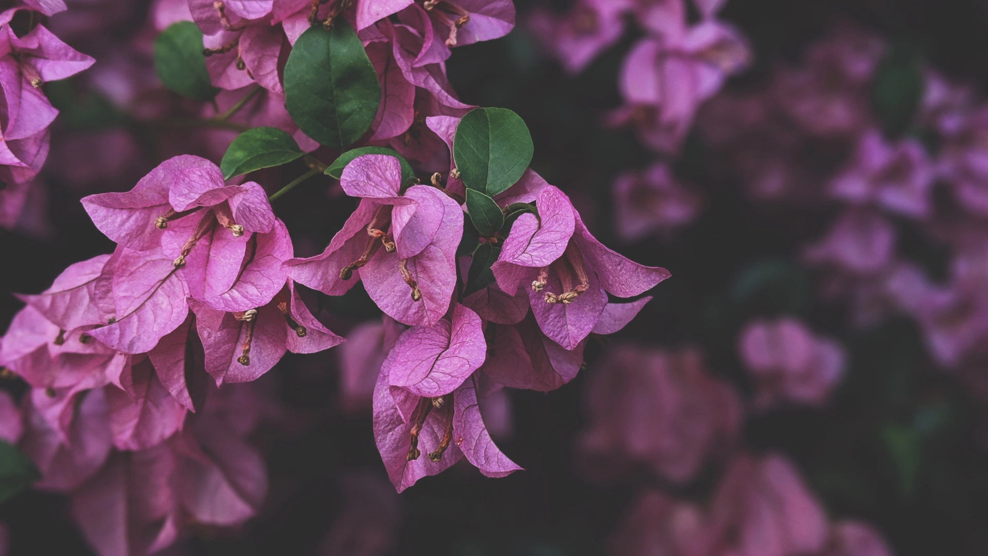 Pink Bougainvillea