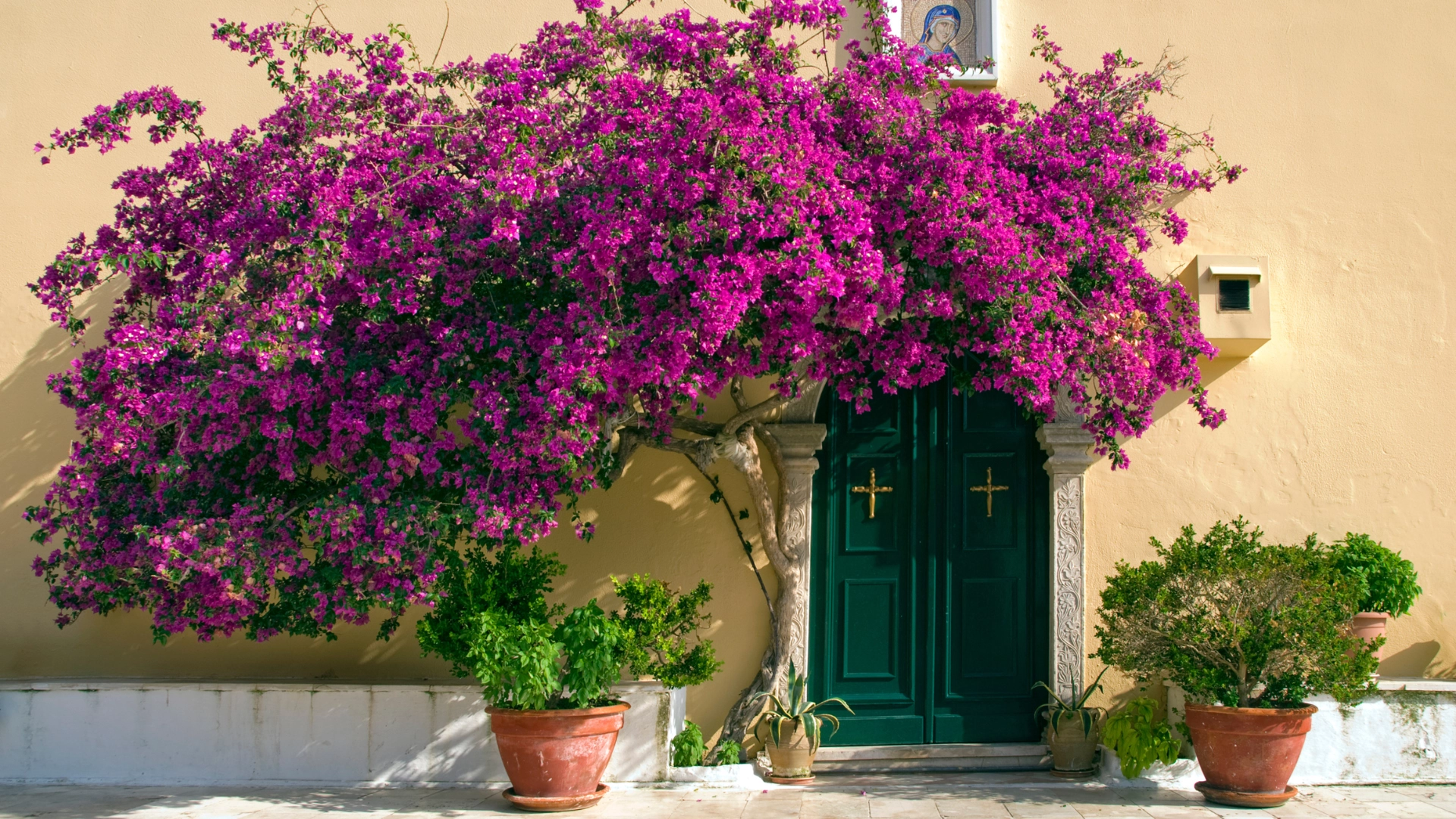 Flowering Bougainvillea