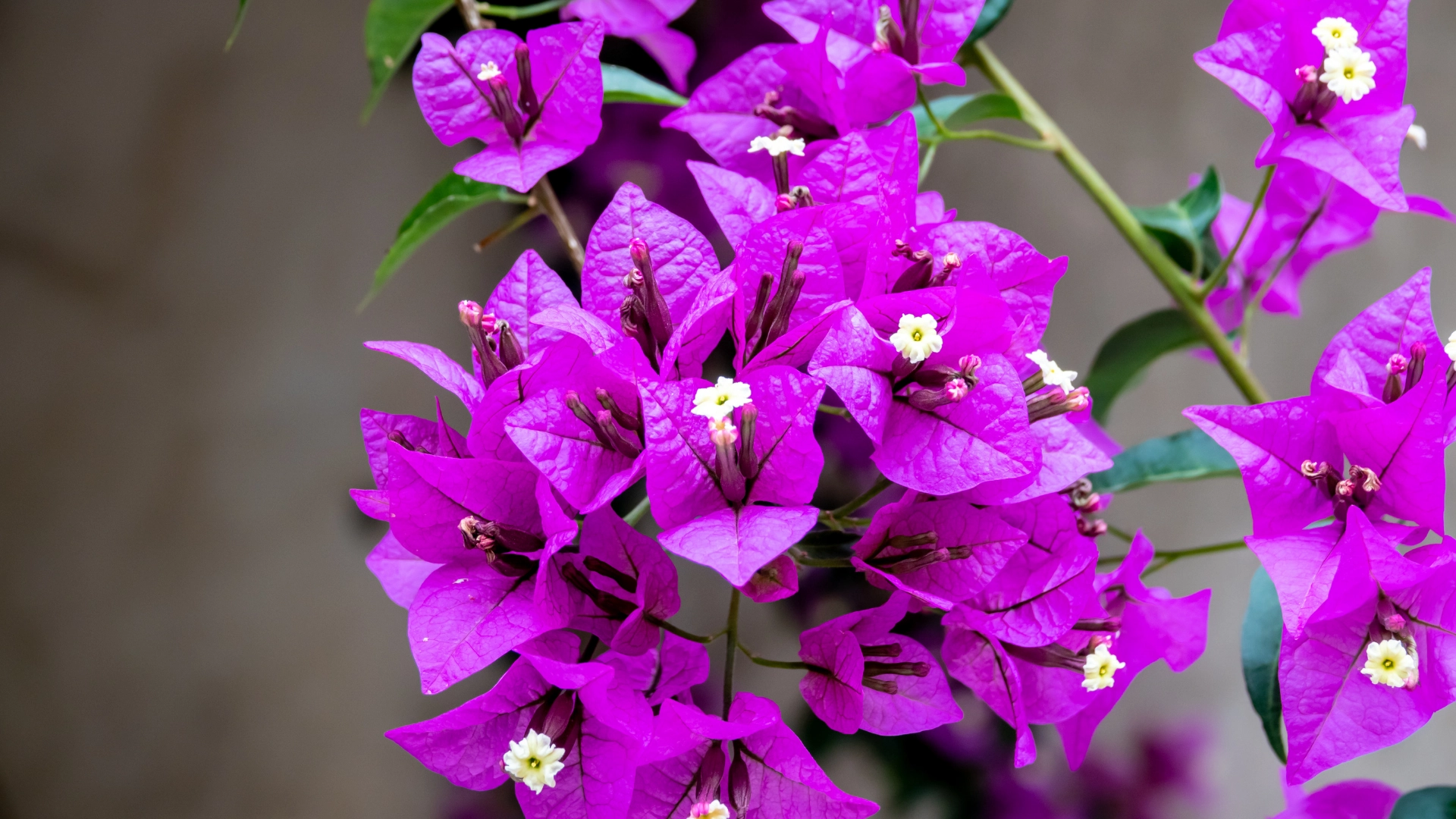 Purple Bougainvillea