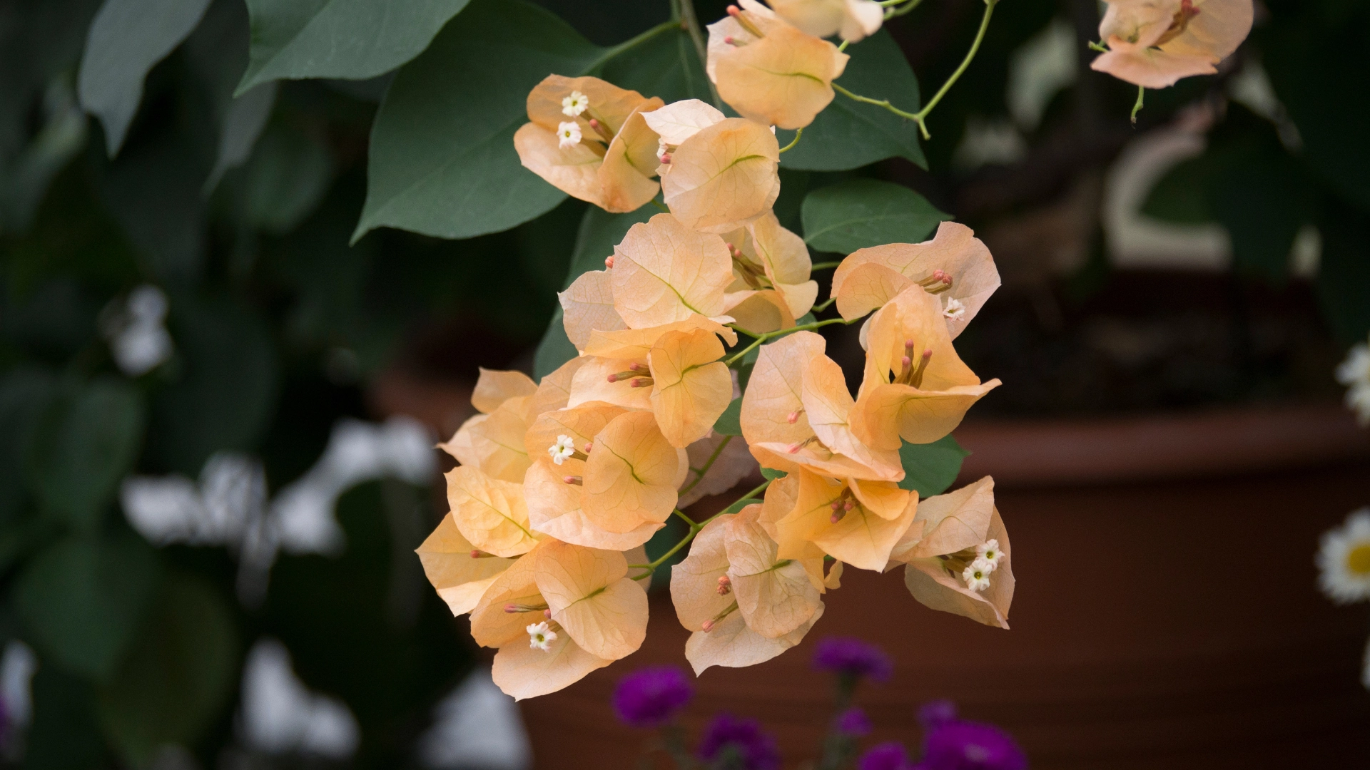 Yellow Bougainvillea