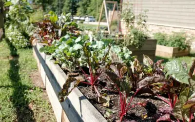 10 Fantastic Tips To Start Your Own Vegetable Garden