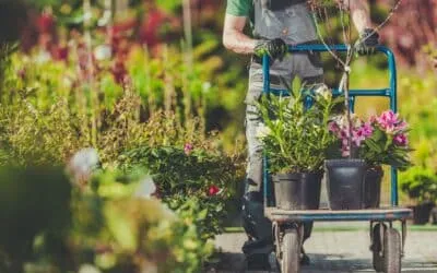 Shrubs as architectural focus points in the garden