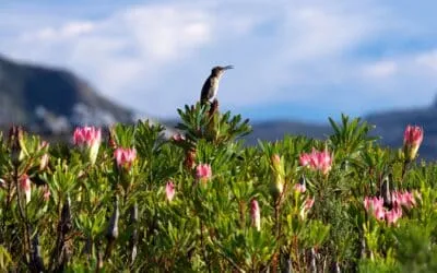 How To Select Fantastic Fynbos Showstoppers For Your Garden