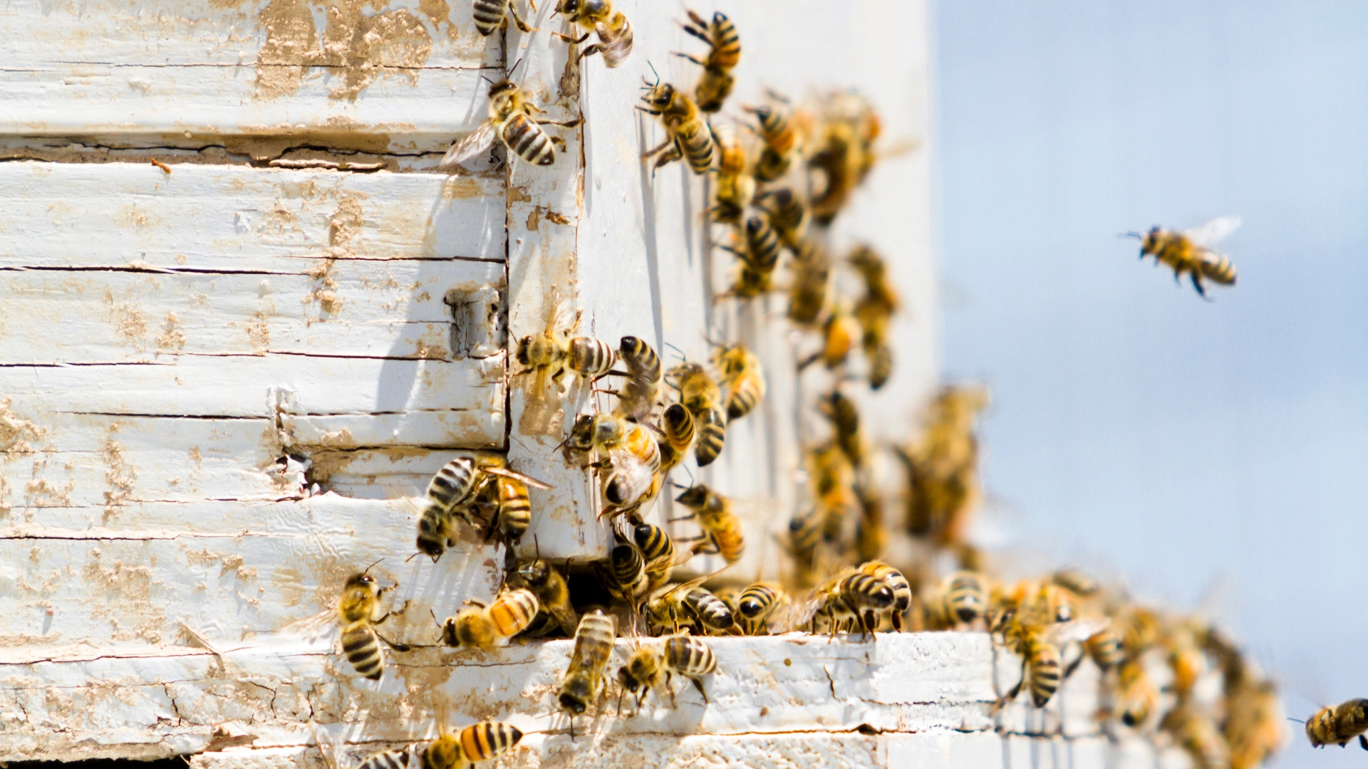 Bees entering a hive