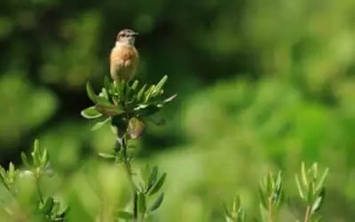 Garden Design Tips For The Birds