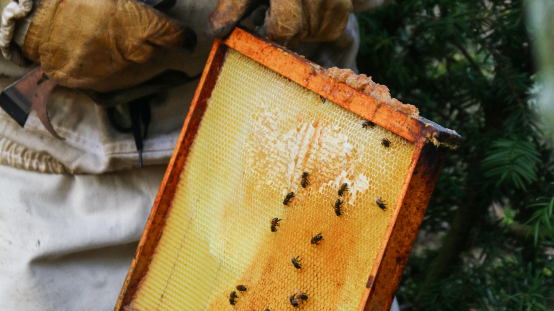 Harvesting honey from a beehive