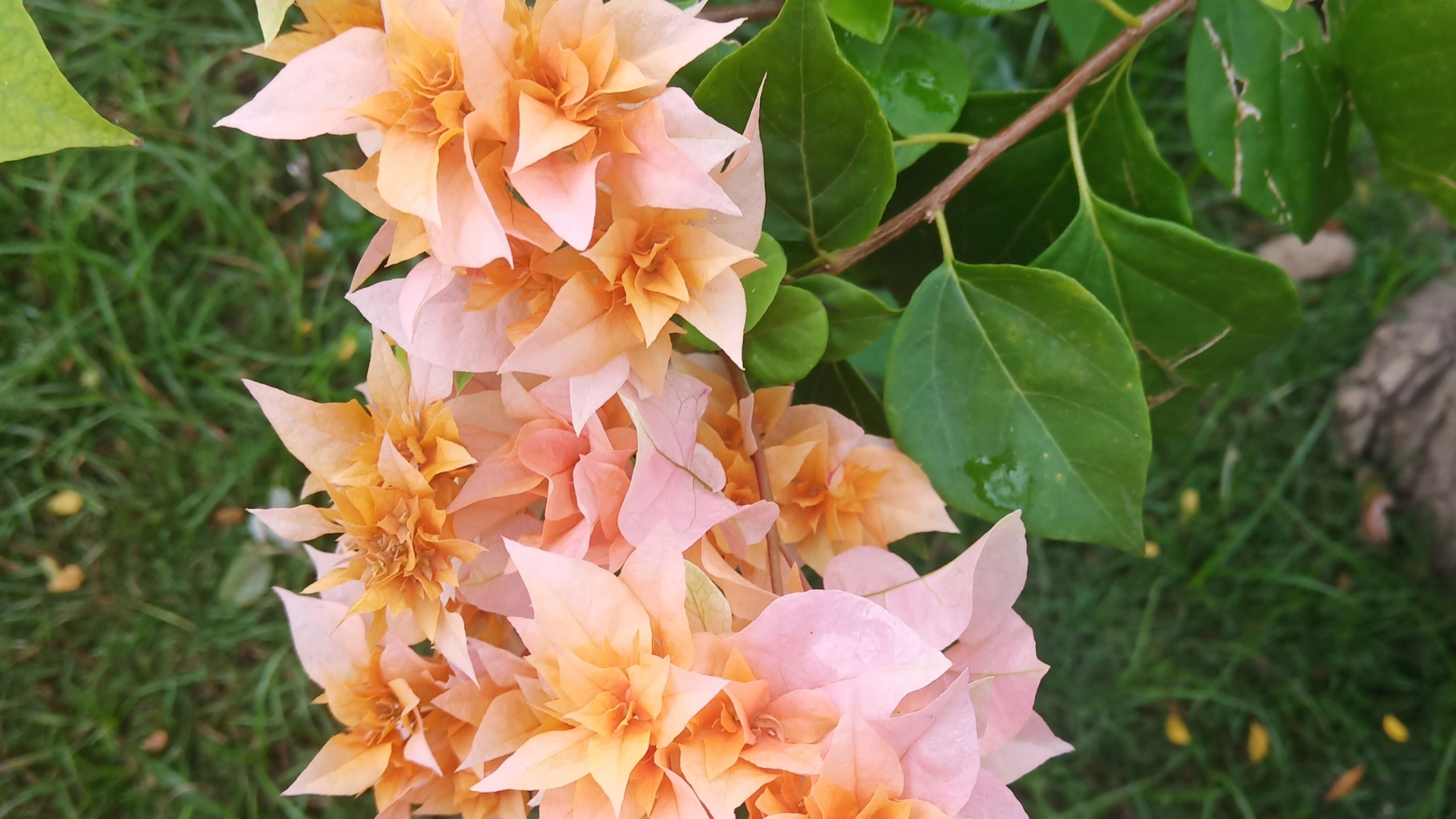 Peach Bougainvillea