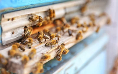 Attention All Busy Bees: Complete Guide to Urban Beekeeping