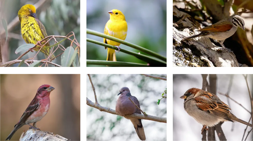 Seed Feeding Garden Birds
