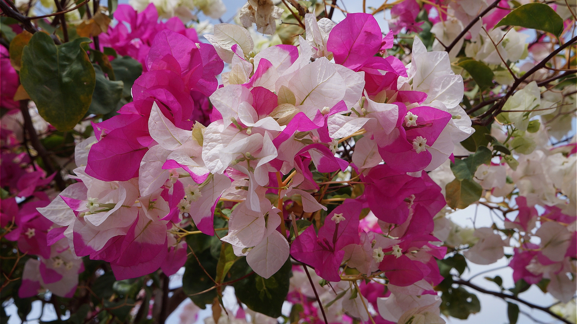 Two-Tone Bougainvillea
