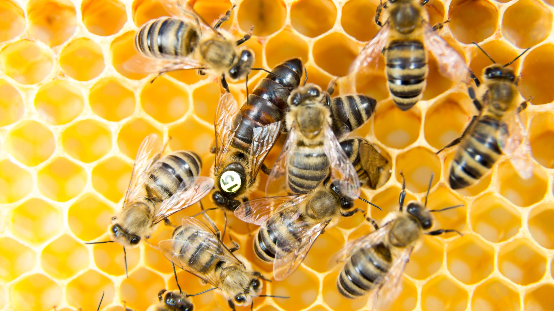 Queen bee with worker bees in a hive