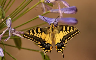 Butterflies in the Garden: Some very Interesting Facts