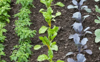 Ultimate How-to Guide For Companion Planting in the Garden