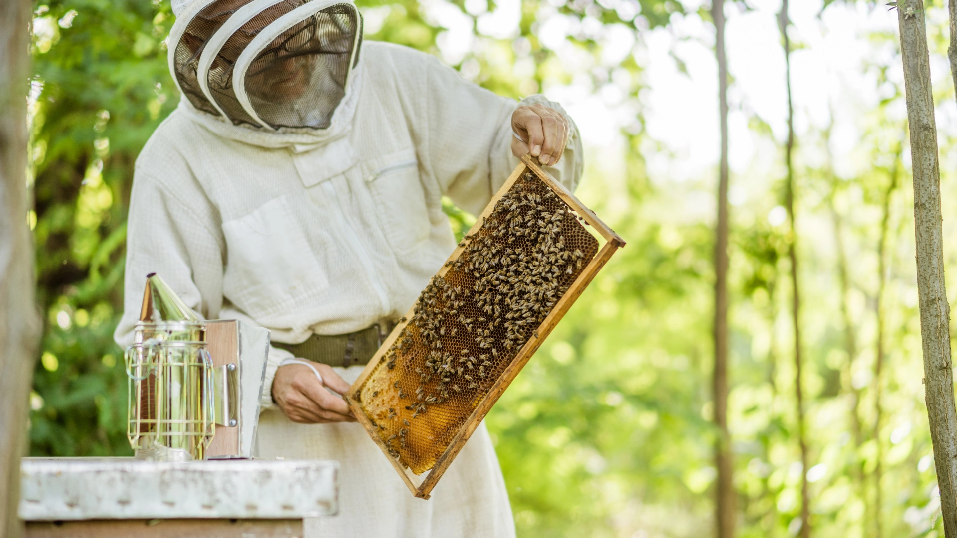 Beekeeper smoking a beehive