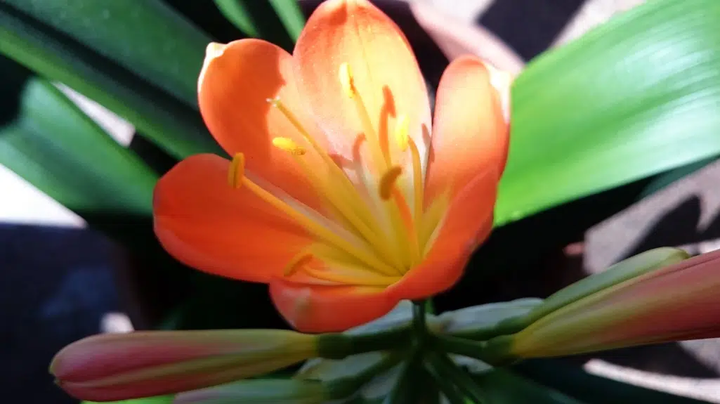 Clivia Miniata FLower