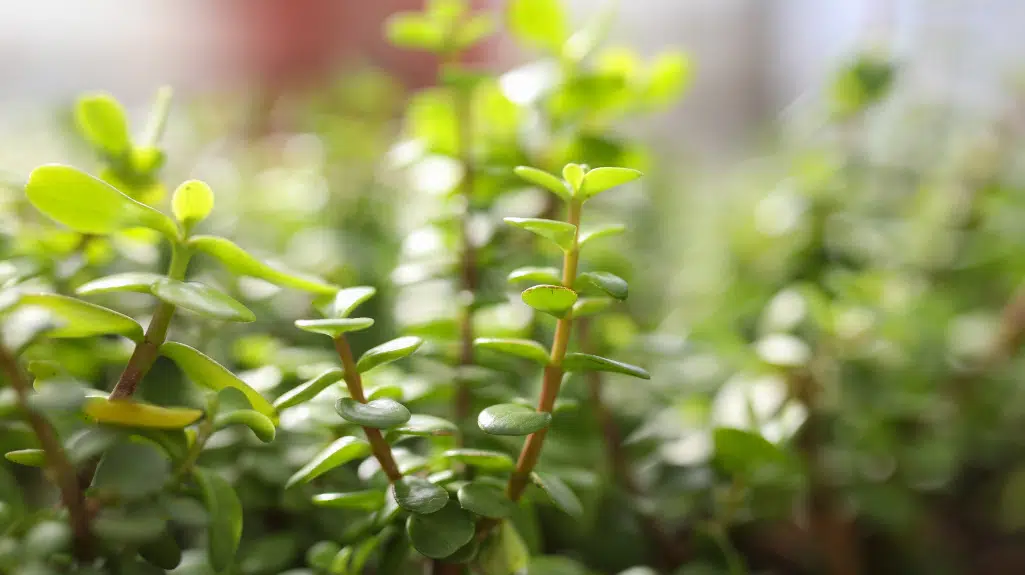 Planting the Spekboom succulent as one of the Ways Of Saving Water