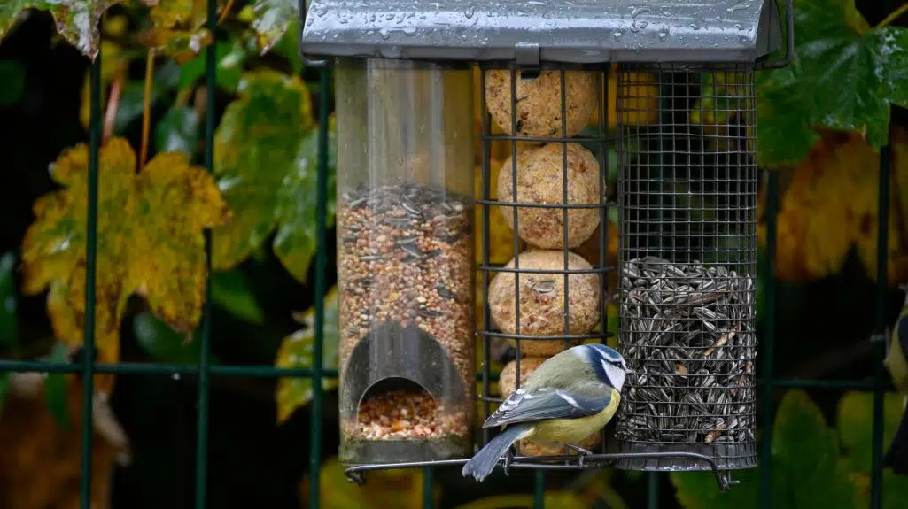 Garden birds feeding at a garden bird feeder
