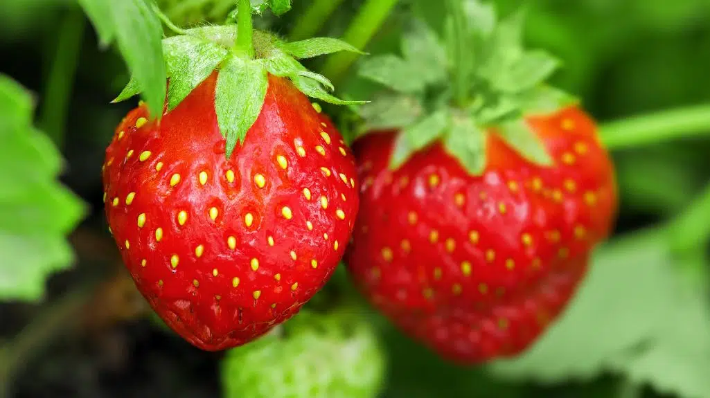 Strawberries hanging from their stalks