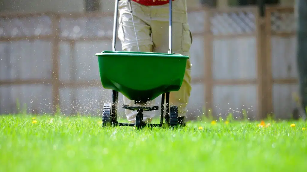 Spreading fertiliser on a lawn as part of lawn care success