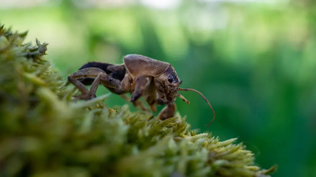 Close-up of a mole cricket