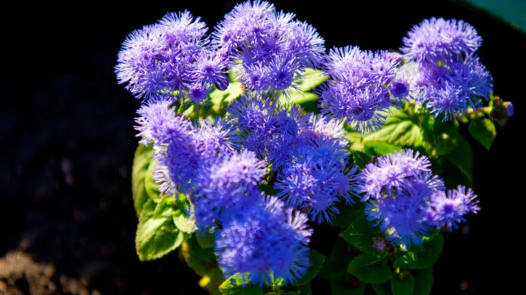 Billygoat weed - One of SA's Invasive Alien Plants