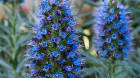 Top 10 Most Wanted: Invasive Alien Plants in South Africa