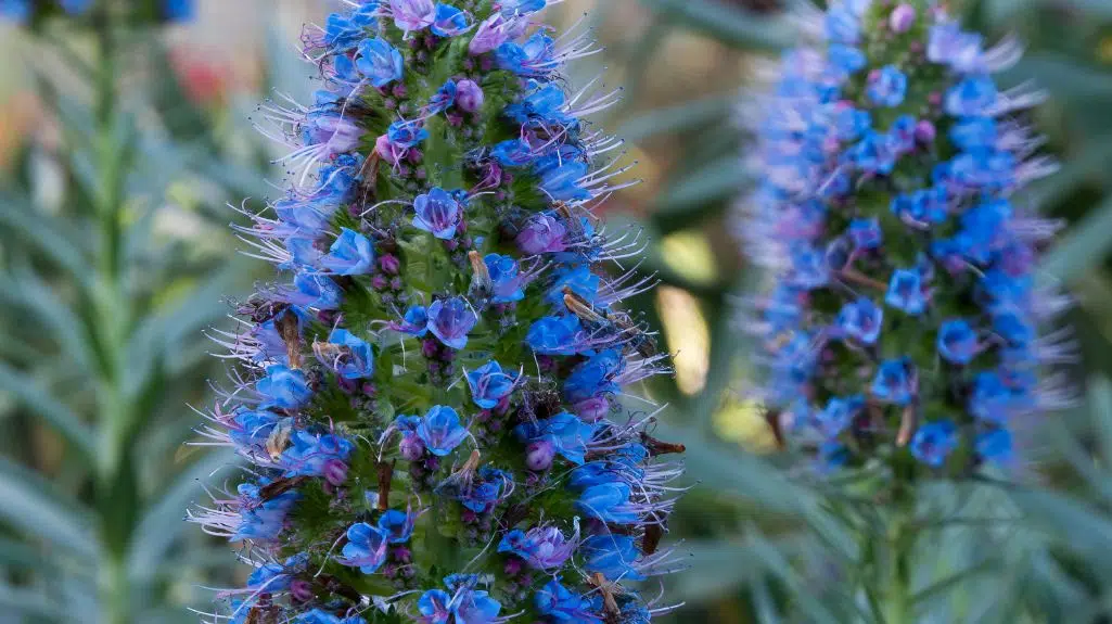 Blue Echium - One of SA's Invasive Alien Plants