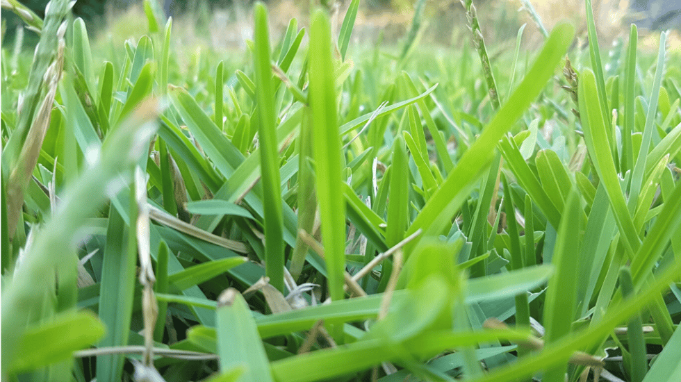 Grass Types In South Africa How to Choose & Plant