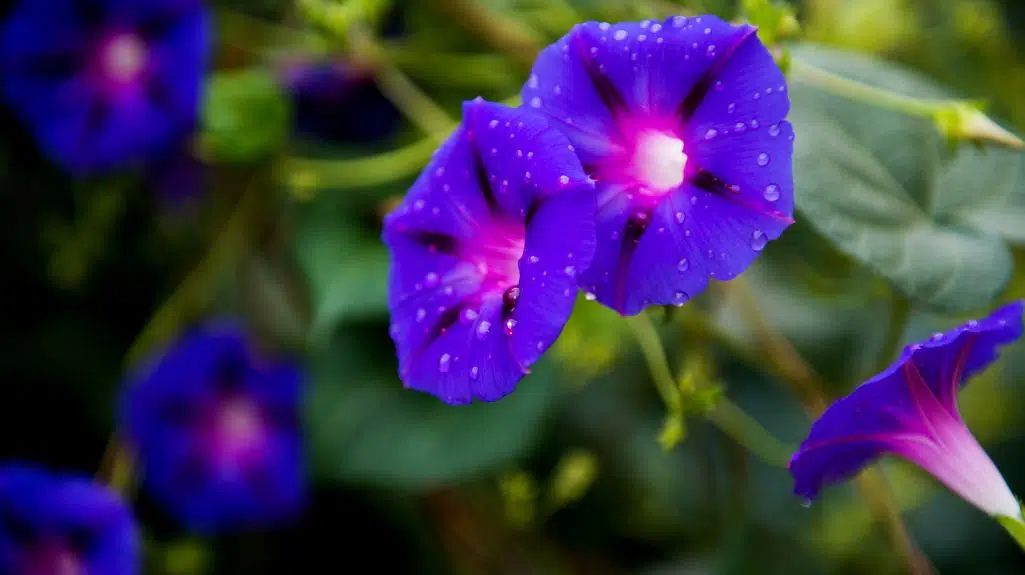 Common morning glory - One of SA's Invasive Alien Plants