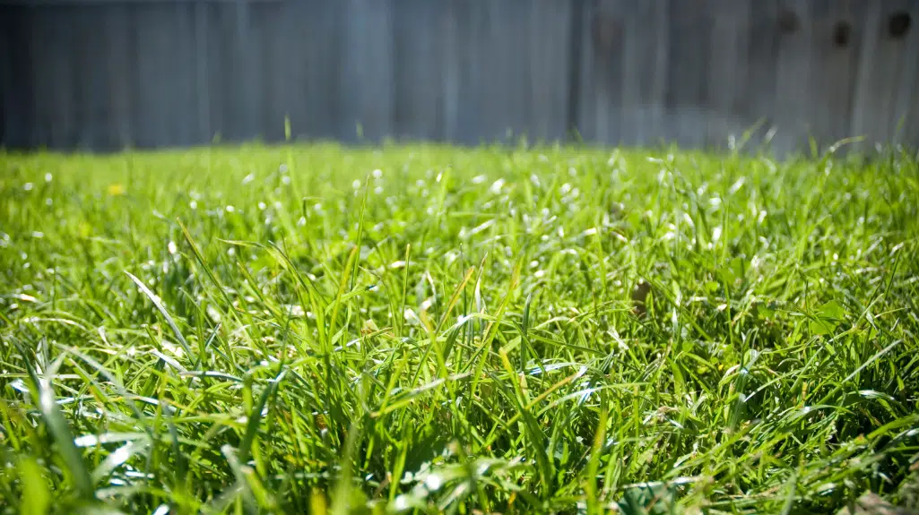 Cynodon Dactylon Grass