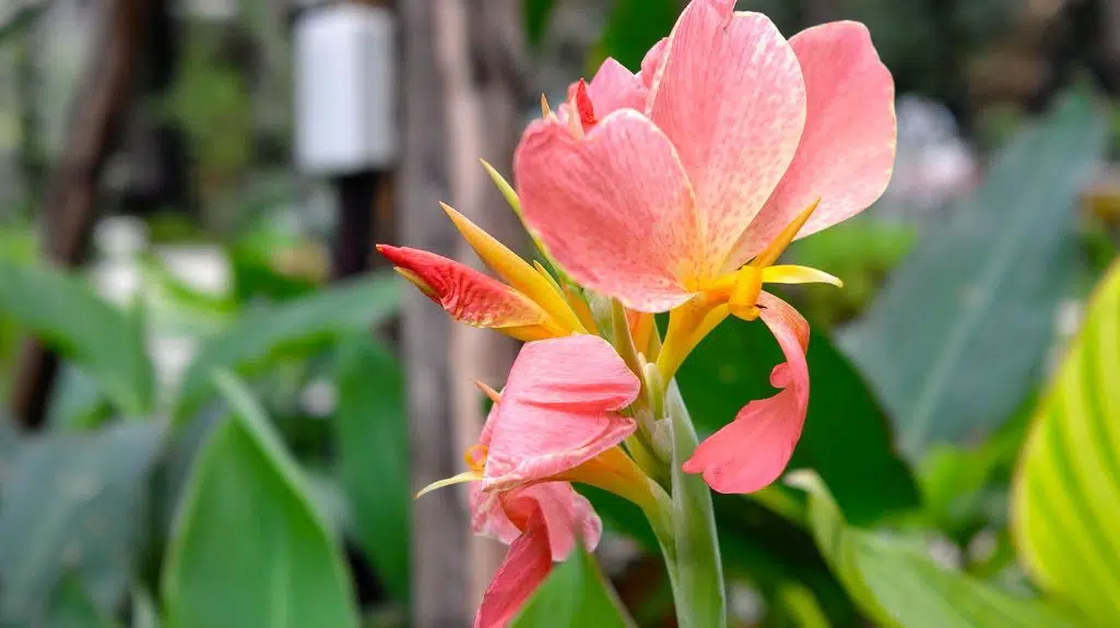 Indian Shot - One of SA's Invasive Alien Plants