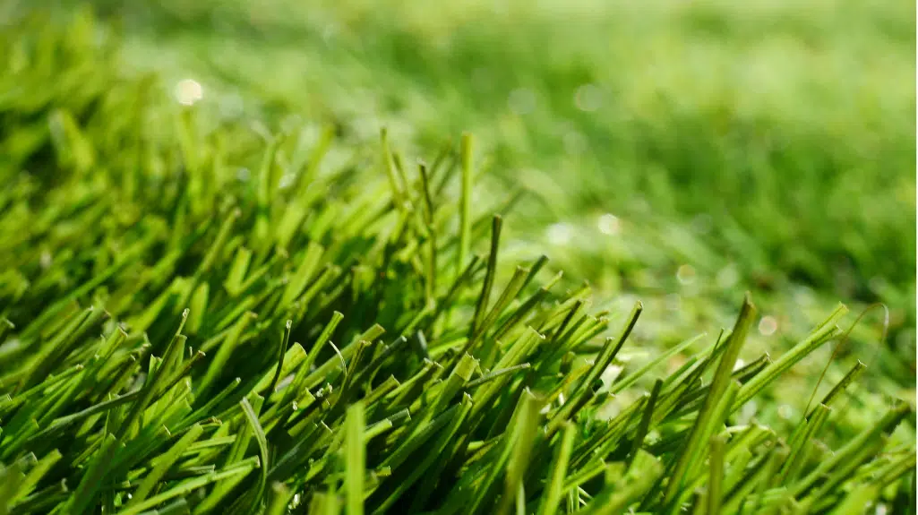 Kearsney Grass - one of the grass types in South Africa