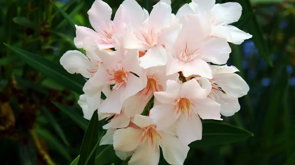 Oleander plant with flowers is an Invasive Alien Plant