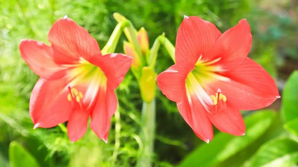 Trumpet lily - One of SA's Invasive Alien Plants