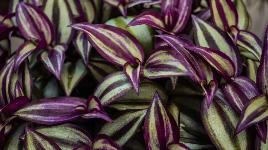 Invasive alien plants in South Africa - the Wandering Jew