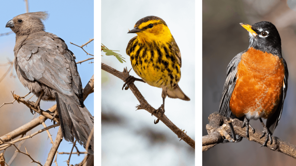 How To Attract Garden Birds Using Feeders & Other Tricks