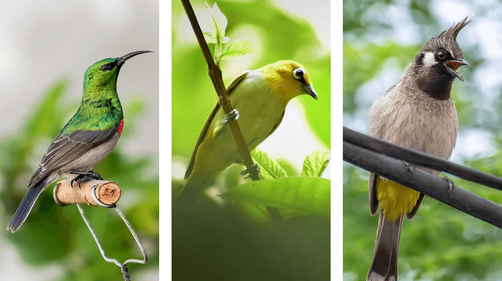 Nectar Feeding Garden Birds