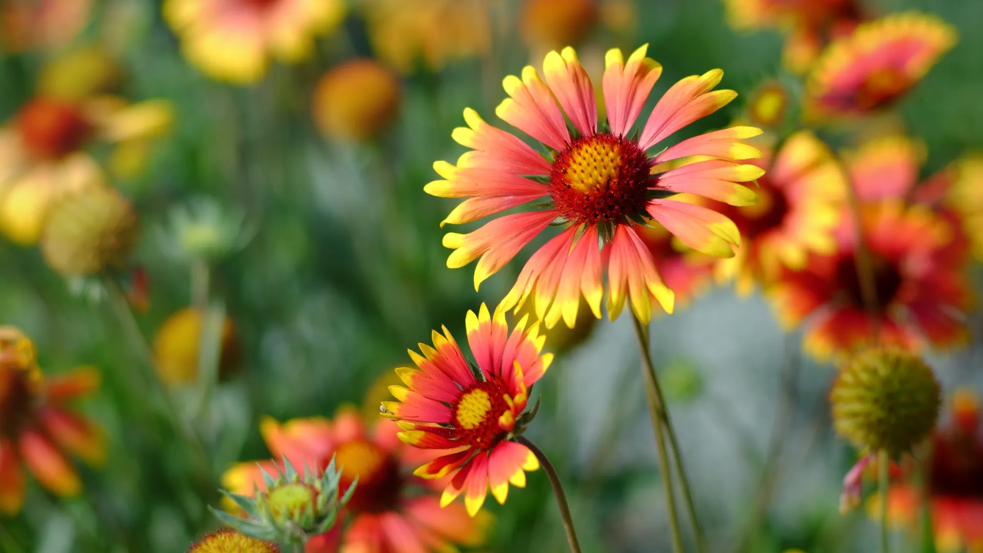 Close-up of vibrant Blanketflower (Gaillardia spp.) with red and yellow petals, a colourful and drought-tolerant low maintenance plant for South African gardens.