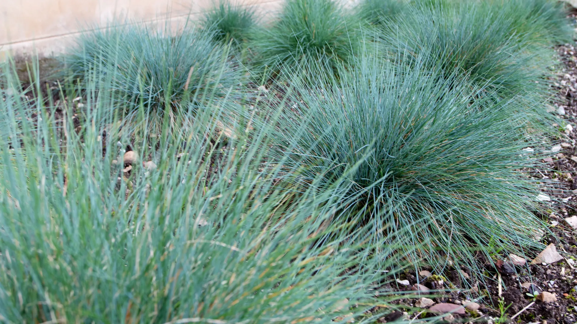 Clumps of Blue Fescue (Festuca glauca) with fine blue-green blades, a striking and low maintenance ornamental grass for South African gardens.